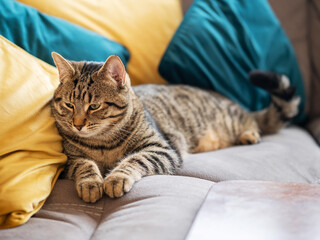 Cute tubby cat on a yellow and blue pillows. Pet relaxing time. Selective focus. Animal life.