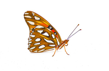 Gulf fritillary or passion butterfly - Agraulis or Dione vanillae - is a bright orange butterfly in...