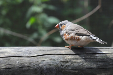 A zebra finch  perched on a wooden post