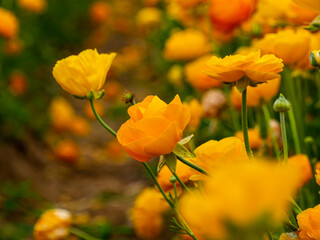Yellow Buttercups also known as Ranunculus or Persian Buttercups in a field of flowers