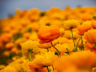 Warm Fields of Yellow Ranunculus Flowers and flower buds with gray sky background out of focus. 