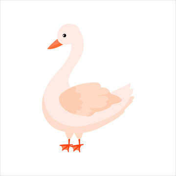 Goose. Duck. Domestic birds. Cute animal. Livestock, animal, Farming. Farm. Vector illustration isolated on white background.