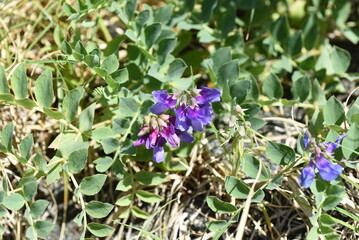 Beach pea ( Lathyrus japonicus ) flowers.
Fabaceae perennial beach plant. It grows on the beach and blooms reddish-purple racemes from April to July.