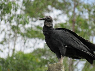 the great Black Vulture/Coragyps atratus
(Bechstein, 1793) or watching the landscape