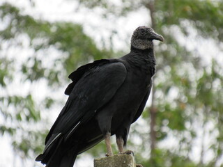 Naklejka premium the great Black Vulture/Coragyps atratus (Bechstein, 1793) or watching the landscape