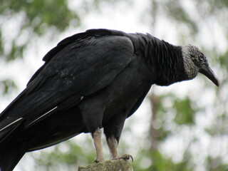 the great Black Vulture/Coragyps atratus
(Bechstein, 1793) or watching the landscape
