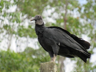 the great Black Vulture/Coragyps atratus
(Bechstein, 1793) or watching the landscape