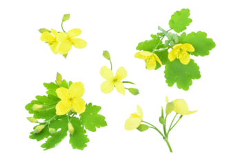 Celandine flowers isolated on transparent background. Chelidonium majus, the greater celandine.