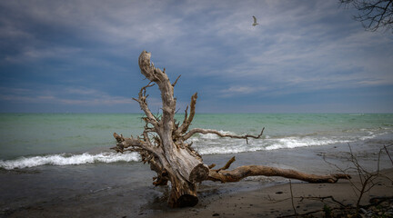 Dead tree root on the beach of Presquile Provincial Park