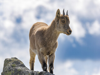 Cabra montesa en la montaña