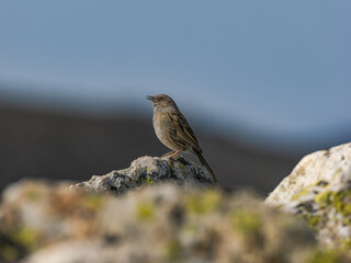 Acentor alpino en Guadarrama