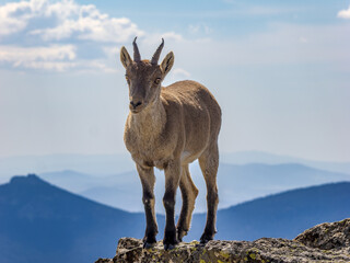 Cabra montesa en Guadarrama