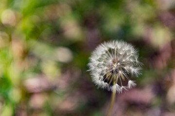 "Nature's Wish: Capturing the Beauty of a Dandelion Photo"