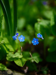 Close-up of blooming flowers in spring. These are "Brunnera macrophylla", also called the Siberian bugloss, great forget-me-not, largeleaf brunnera, heartleaf.