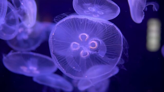 A close-up video captures a school of blue jellyfish swimming slowly deep in the ocean. Their graceful movements and mesmerizing colors create a captivating sight