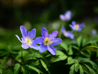 Blooming Purple Sea Anemone ("anemone nemorosa") with leaves in the background in spring.