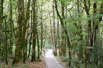 Fototapeta premium footpath in the woods