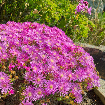 Purple drosanthemum floribundum succulent plants growing outside in their natural habitat. Nature has many species of fauna. A bed of flowers in a thriving forest (in Latin Lampranthus spectabills)