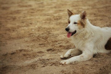 White spotted dog, portrait of a dog, photo background, photo, background image, wallpaper for presentations, background, day, lying on the sand,dog on the beach