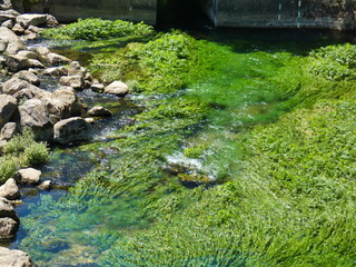 Magnificent landscape of Provence where you can admire the intense green of the aquatic plants of the Sorgue river at Fontaine de Vaucluse thanks to its pure and transparent water
