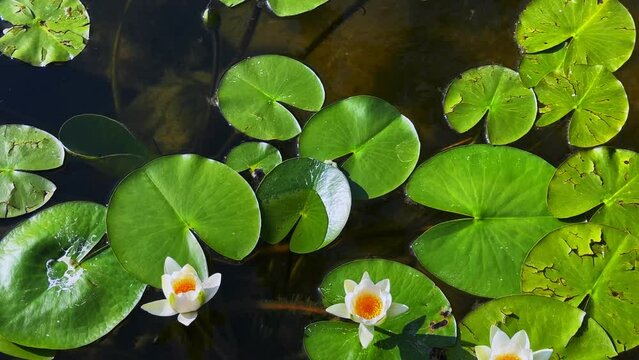 Beautiful Lily Lotus Flowers and Leaves in Calm Water