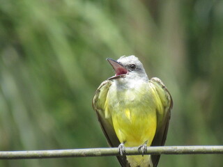 the Tyrannus melancholicus
Vieillot, 1819/ Tropical Kingbird/ just watching the scenery