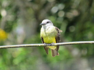 the Tyrannus melancholicus
Vieillot, 1819/ Tropical Kingbird/ just watching the scenery