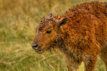 Fototapeta premium Young Bison in the Rain
