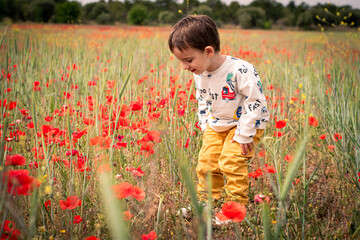 Niño feliz cogiendo flores en un campo de amapolas rojas