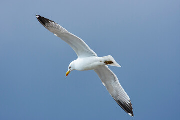 Urban bird views from Istanbul sea gulls