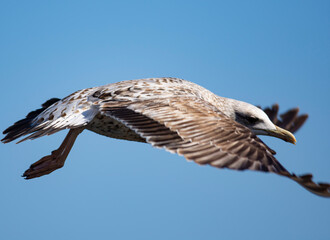 Urban bird views from Istanbul sea gulls