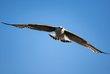 Urban bird views from Istanbul sea gulls