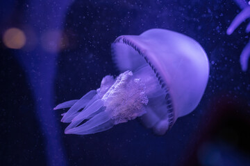 La danza delle meduse all'Acquario di Genova, Liguria, Italia, Europa
