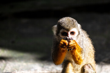 Squirrel monkey eating