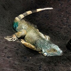 iguana in the zoo