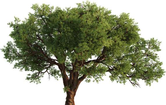 Side view of Oak Tree