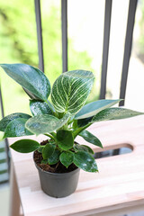 Stepladder with Philodendron on balcony
