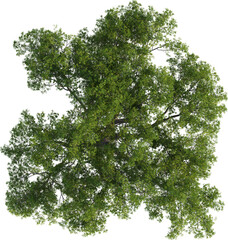 Top view of Oak Tree