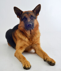 Perro Pastor alemán 