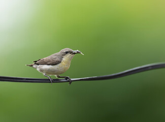 Purple Sunbird with hunt to feed Chicks in breeding Season 