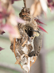 Purple Sunbird on Nest to Feed Young Chicks 