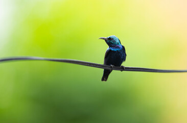 Purple Sunbird with hunt to feed Chicks in breeding Season 