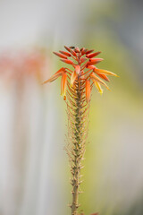 Aloe vera flower in garden, closeup of photo.
