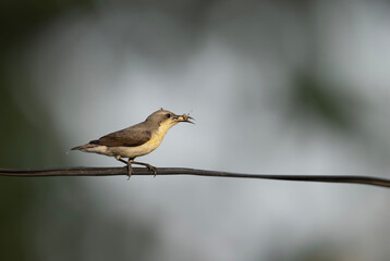 Purple Sunbird With hunt