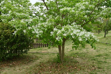 Chinese fringe tree ( Chionanthus retusus ) flowers.
Oleaceae Dioecious deciduous tree. Many white...