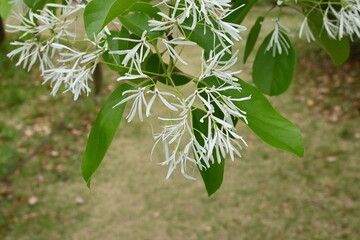 Chinese fringe tree ( Chionanthus retusus ) flowers.
Oleaceae Dioecious deciduous tree. Many white...