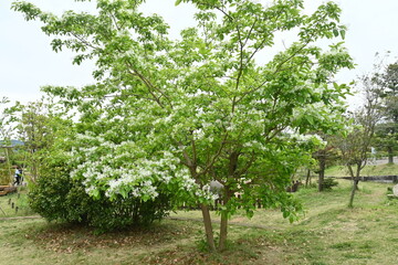 Fototapeta na wymiar Chinese fringe tree ( Chionanthus retusus ) flowers. Oleaceae Dioecious deciduous tree. Many white flowers bloom in panicles from May to June.