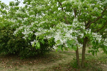 Fototapeta na wymiar Chinese fringe tree ( Chionanthus retusus ) flowers. Oleaceae Dioecious deciduous tree. Many white flowers bloom in panicles from May to June.