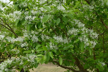 Chinese fringe tree ( Chionanthus retusus ) flowers.
Oleaceae Dioecious deciduous tree. Many white...