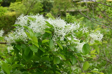 Chinese fringe tree ( Chionanthus retusus ) flowers.
Oleaceae Dioecious deciduous tree. Many white...
